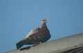 Speckled Pigeon